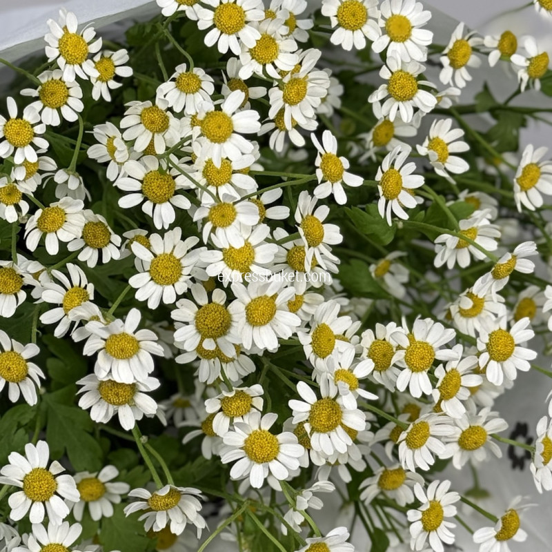 Танацетум, 5 шт