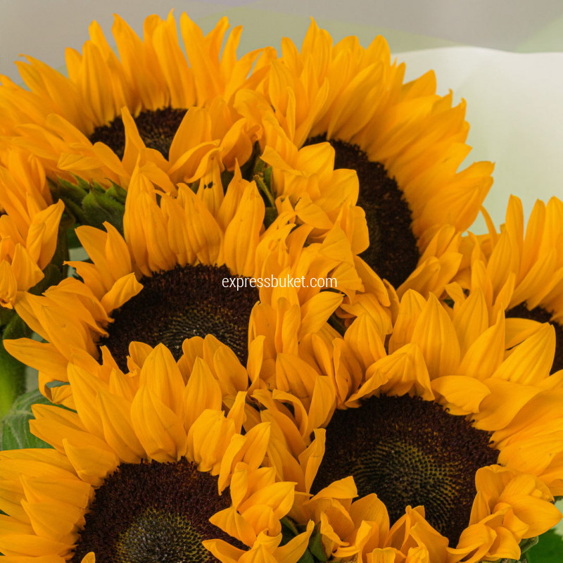Букет из 7 подсолнухов