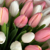 Тюльпаны бело-розовые 19 штук